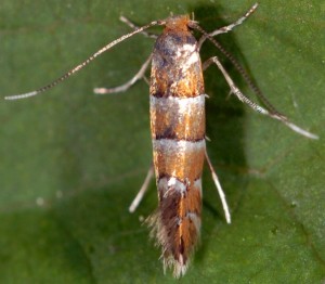 Phyllonorycter klemannella 6