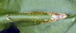 Phyllonorycter klemannella m 1
