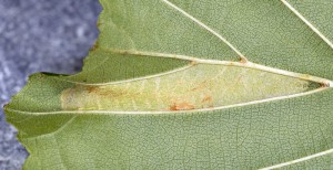 Phyllonorycter klemannella m 2