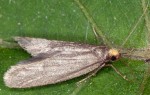 Lypusidae