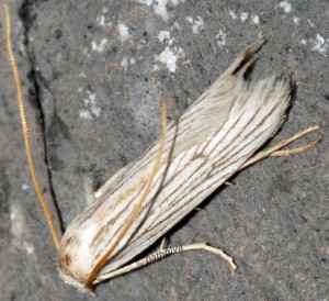 Pterolonche albescens 2