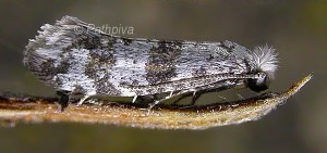 Scythropia crataegella (Linnaeus, 1767)
