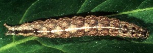 Ypsolopha mucronella L5 1