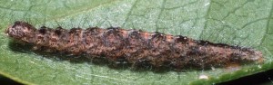 Ypsolopha mucronella L5 2