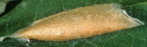 Ypsolopha mucronella c