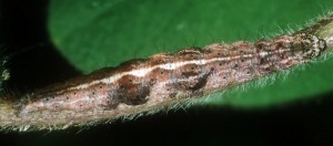 Ypsolopha nemorella L5 1