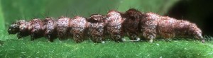Ypsolopha nemorella L5 2
