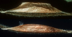 Ypsolopha nemorella c