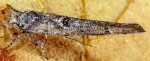 Zelleria oleastrella (I)