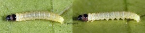 Agonopterix capreolella chenille L4 06 1