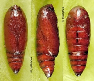 Agonopterix chironiella chrysalide 06 1