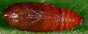 Agonopterix doronicella chrysalide 48 1