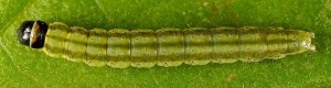 Agonopterix ligusticella