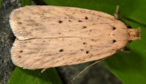 Agonopterix nodiflorella 34 4