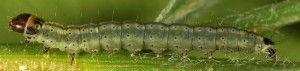 Agonopterix oinochroa