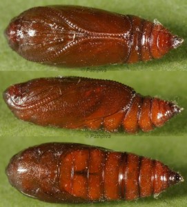 Agonopterix oinochroa chrysalide 66 1