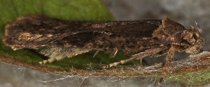 Agonopterix orophilella
