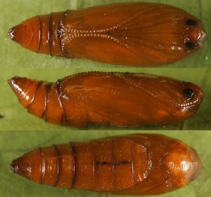 Agonopterix orophilella