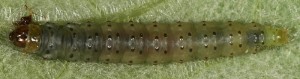 Agonopterix petasitis L5