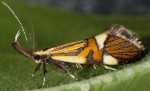 Alabonia geoffrella (I)