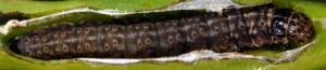 Anchinia laureolella L5 1