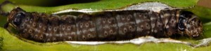 Anchinia laureolella L5 3