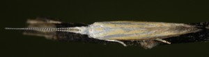 Coleophora ditella