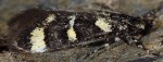 Denisia rhaetica (I)