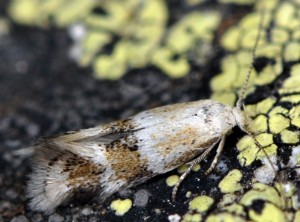 Elachista agelensis 5