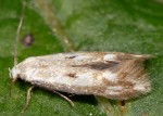 Elachista albidella (I)