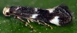 Elachista albifrontella (I)