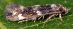 Elachista apicipunctella (I)
