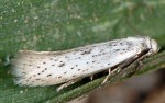 Elachista berndtiella (I)