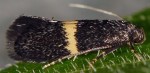 Elachista chrysodesmella (I)