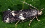 Elachista cinereopunctella (I)