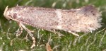 Elachista corsicana (I, G)