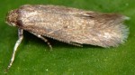 Elachista heinemanni (I)