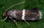 Elachista metella (I, G)