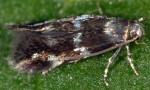 Elachista nobilella (I)