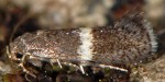 Elachista obliquella (I)
