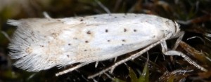 Elachista pollinariella 2