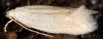 Elachista subocellea (I, G)