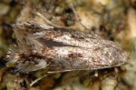 Elachista tetragonella (I, G)