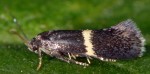 Elachista unifasciella (I)