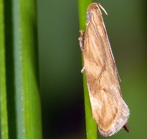 Orophia ferrugella 1
