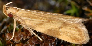 Orophia ferrugella 3