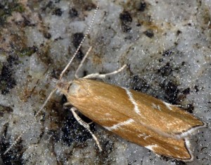 Orophia sordidella 2