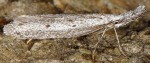 Pleurota gallicella (I)