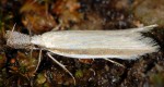 Pleurota pungitiella (I)