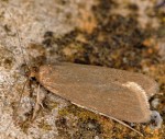 Acompsia cinerella (I)